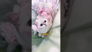 【白糖糖的日常】中秋節去網紅家聚會啦#貓咪 #萌寵 #可愛 #中秋 #tiktok