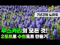 7년 동안 무스카리 2포트로 수천포트 만든 노하우 | 가을 구근 무스카리의 모든 것! | 강원도 정원