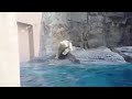 2013.04.29 可愛いホッキョクグマ「ミルク」ちゃん。はしゃいでいます。男鹿水族館。　very cute polarbear cub is running.