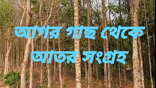 আগর গাছ ও #আগরগাছ থেকে সুগন্ধি আতর সংগ্রহ প্রক্রিয়া!  #রাঙামাটি ঙামাটি #Rangamati #bagaichori #Sajek