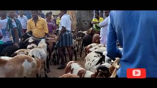 பாவூர்சத்திரம் ஆட்டுச் சந்தை | Pavoorchatram santhai | tenkasi goat market Tamil nadu | பக்ரீத் ஆடு