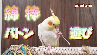 【バトン遊び】オカメインコが綿棒でバトン遊びをしています　pinohana