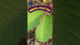 mimosa plant reaction to touch