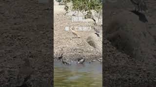 ムクドリ(椋鳥)２４cm　凄く暑い日☀　水浴びと水飲み　子ども(幼鳥)も一緒　2024.7.５　関東で撮影　#ムクドリ 　#野鳥