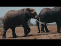 JUNGLE TALES- TRAILER VIDEO EDITED BY DUKE OF SALES