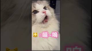 ⚠️真的不能養布偶貓，叫聲太萌🥰  #cat #cats #shorts #pets #instagram #cute