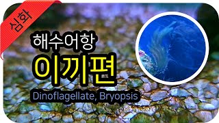 해수어항 - 필연적으로 만나게되는 이끼! 처리방법 2탄 (Dinoflagellate, 브리옵시스)