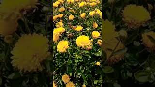 ಸೇವಂತಿಗೆ ಕೃಷಿ | Sent yellow chrysanthemum cultivation