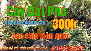 Cây Đại Phú giá 300k//cây cảnh hoa kiểng các loại//