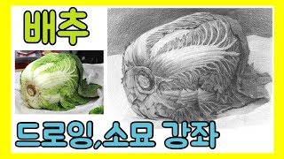 기초 소묘, 배추 511