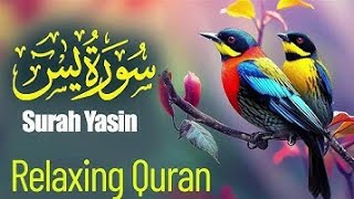 Surah Yasin / surah yaseen / tilawat quran recitation / shortssurah yasin full #islam #viral #videos