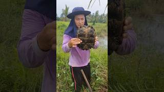 Big​ turtle เจอเต่าตัวใหญ่​มาก ตอนตัดหญ้าในสวน