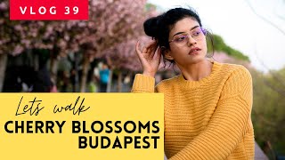 Fresh cherry blossoms | Budapest | Spring of Hungary | Tulsi's travel vlog 39