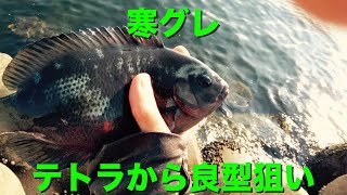 【寒グレ】堤防テトラから初冬のグレフカセ釣り!