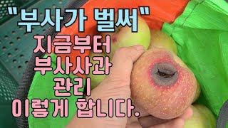 사과 부사도 벌써 병이,이제부터 부사사과 관리는 이렇게 합니다