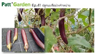 Patt Garden Ep.41 ปลูกมะเขือม่วงจำหน่าย ไม่กี่ต้นนี้ทำเงินให้ผมได้เป็นพันละ