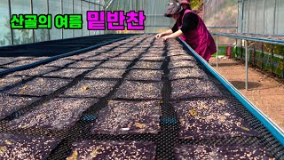 How to eat seaweed in Korea😋