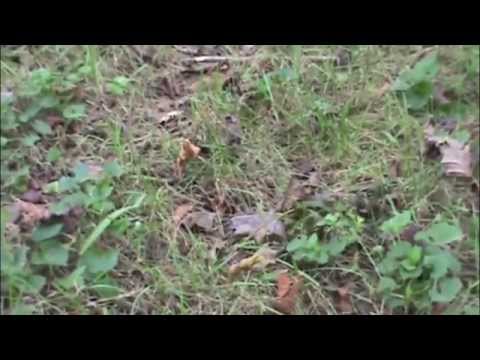 Can grass grow on top of stone?