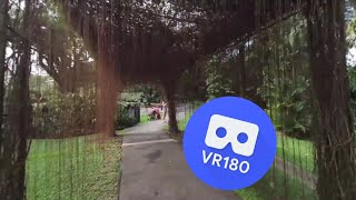 [VR180 5.7k] Vuze XR & Studio 3.1.5909 Stabilization Test by walking in 180° 3D mode