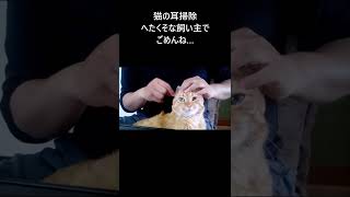 猫の耳掃除を綿棒でやったら怒る猫ｗｗｗ