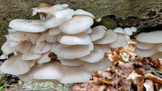 เก็บเห็ดนางรมอ่อนๆๆที่เหลือใว้ # โตไวมาก # เต็มขอนอีกแล้ว # pick oyster mushrooms.26/6/22.