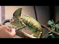 how to make a chameleon nostalgic veiled chameleon