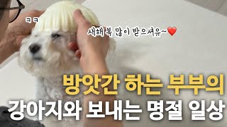 아이 없이 강아지와 셋이 사는 결혼 6년 차 부부의 명절 일상