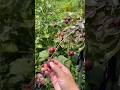 #fruiting #fruit #satisfying #cherry #nature #farming #gardening #beautiful #naturalife