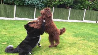 Puppies fight it out, Dave the Newfypoo takes on Max the Newfoundland