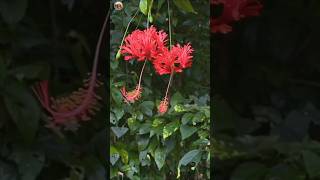 Mesmerizing Flower Gardens: Discover the Beauty of Stunning Blooms |#shorts