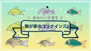 【2分でわかる】我が家のコリドラスナインの紹介【イラスト】