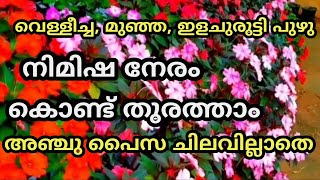 ബാൾസം ചെടി പൂക്കൾ കൊണ്ട് മൂടാം അഞ്ചു പൈസ ചിലവില്ലാതെ