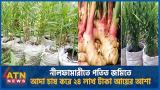 নীলফামারীতে পতিত জমিতে আদা চাষ করে ২৪ লাখ টাকা আয়ের আশা  | Nilphamari | Bagging Ginger | Metal