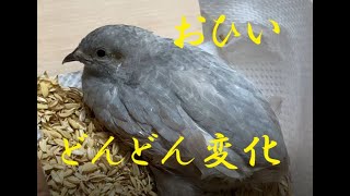 201025　おひい　ヒメウズラ６２日目　カラーがどんどん変化　小桜インコ　我が家の天使たち5羽αα