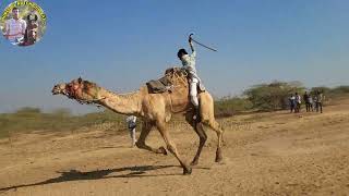 Camel RACE TRAGADI ||  ઉંટ દોડ ત્રગડી #horseofkutch #kutchhorserace #horseracing #horseriding