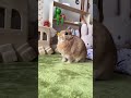 朝から日光浴するうさぎさん うさぎ bunny