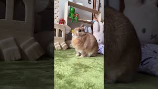 朝から日光浴するうさぎさん#うさぎ #bunny