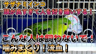 飼育書には絶対書かれていない！インコは頭が良すぎて人を好き嫌いする！こんな人は飼わないで！噛まれるのが嫌なら飼ったらダメ！大嫌いな飼い主の指を噛む！狂暴 セキセイインコ サザナミインコ 噛み癖 怒る