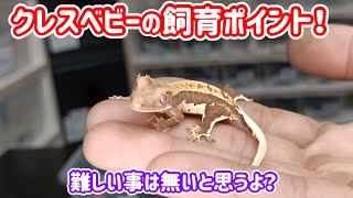 【飼育のポイント】クレステッドゲッコーのベビーって難しいイメージあるけど実際は？