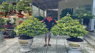 21/12/24📱 0962769923 gặp Thiện📱 mai bonsai hàng chơi Tết  giá hợp lý