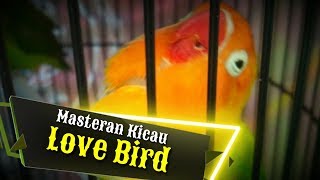 Masteran Burung : Suara LoveBird Jantan Ngekek Rapet .., Cocok Untuk Masteran Lovebird baby