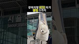 강아지랑 KTX 타기 꿀팁 3가지 #강아지 #기차 #ktx #서울역