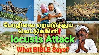 locuster attack|வெட்டுக்கிளி தாக்குதல் | வேதாகமம் என்ன சொல்லுகின்றது/  tamil christian message