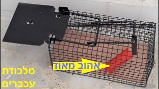 עכבר,עכברים,מלכודת,ללכוד,פיתיון, חמצוץ, Mouse, mice, trap, catch , bait, How to