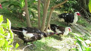 バリケン＠沖縄県 漫湖公園