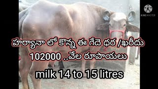 హర్యానా గేదెలు తెలంగాణ వెళ్తున్నాయి   Ph no 9121593630