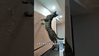 我是真的非常推荐大家去养狸花猫，不是因为狸花猫便宜好养活，主要还是狸花猫太完美了。#狸花猫 #猫咪的迷惑行为