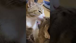 【ラブラブ】猫同士がディープキスしちゃった// #shorts