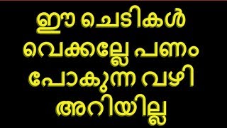 ✅ ഈ ചെടികൾ വെക്കല്ലേ പണം പോകുന്ന വഴി അറിയില്|Astrology in Malayalam|Jathaka Porutham