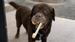 自分がお留守番ということに気づくとこの世の終わりみたいになる犬　ラブラドールレトリバー